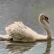 Canvas print of Swan. Painting done by artist Robert Bishop.